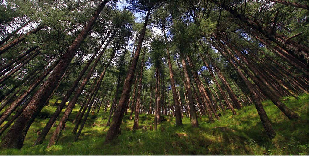 Bio-geography of the Great Himalayan National Park Forests in GHNP (Click to enlarge) 