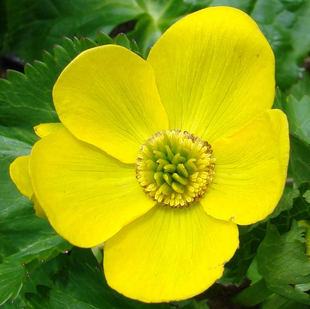 Caltha palustris : flora of GHNP including Himalayan flowers 