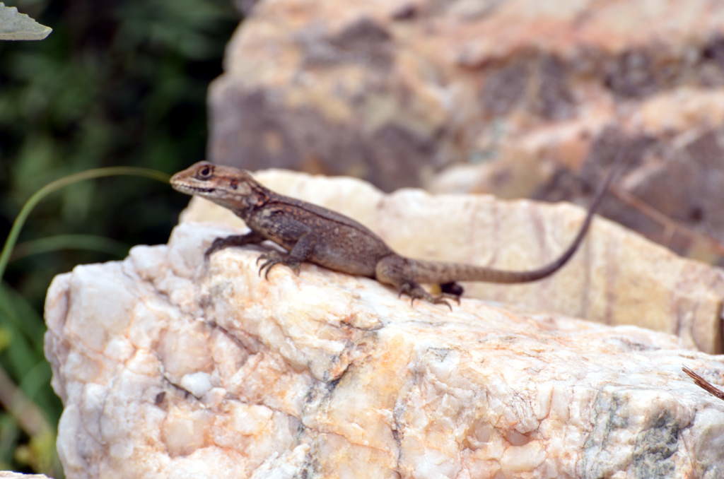 Common wall lizard (click to enlarge)
