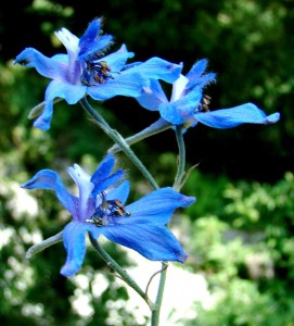  Royle's Larkspur (click to enlarge)