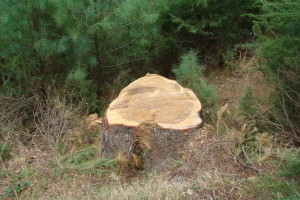 Illicit tree felling (Click to enlarge) : Commercialization in the Great Himalayan National Park