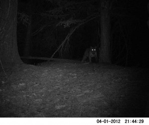 Camera Trap Photos : Leopard in GHNP (Click to enlarge) 