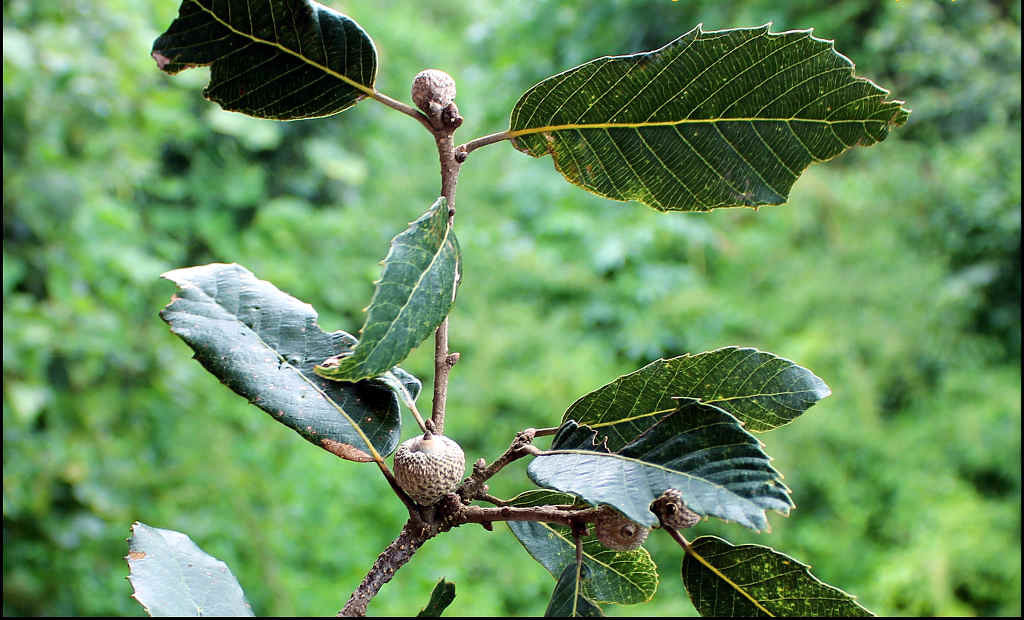 Quercus leucotrichophora - Kharsu oak ( Click to enlarge) 