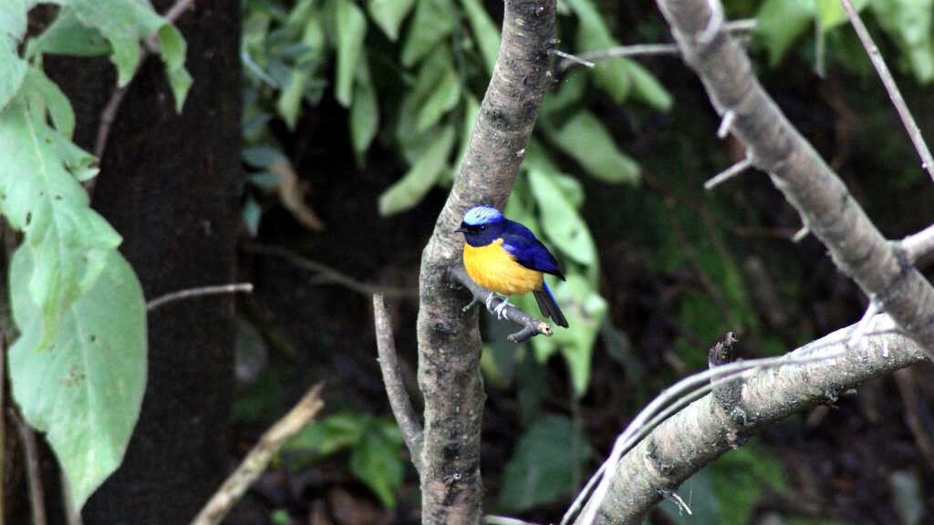 Niltava sundara - Rufous-bellied niltava (click to enlarge)