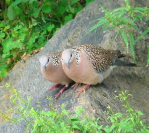 Spotted Dove (click to enlarge)