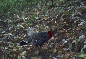 Camera Trap Photos :Western tragopan photographed in GHNP (Click to enlarge) 