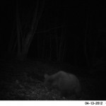 Camera Trap Photos: Black bear photographed in GHNP (click to enlarge) 