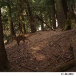 Camera Trap Photos : Ghoral photographed in GHNP (click to enlarge)
