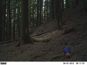 Monal in GHNP (click to enlarge) 