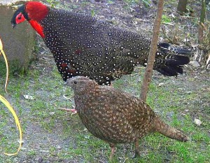 Western tragopan male & female ( Click to enlarge) 