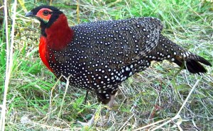 Western tragopan male ( Click to enlarge)